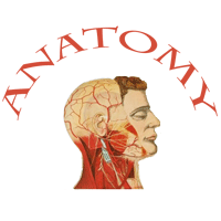 anatomy.gif